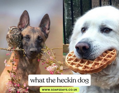 What the Heckin Dog