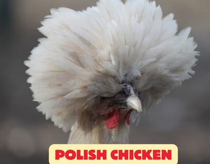 polish chicken